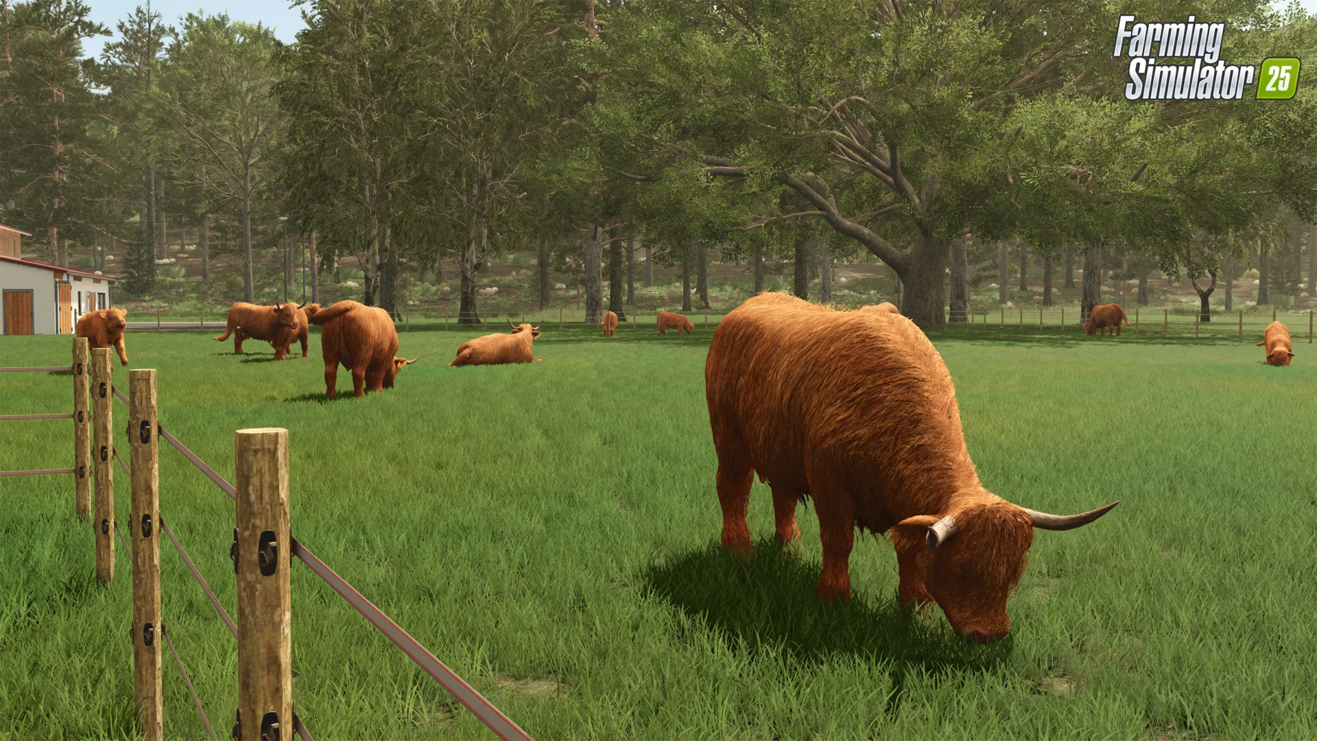Farming Simulator 25 Highland Cattle
