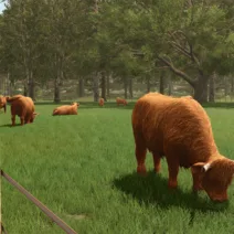 Farming Simulator 25 Highland Cattle