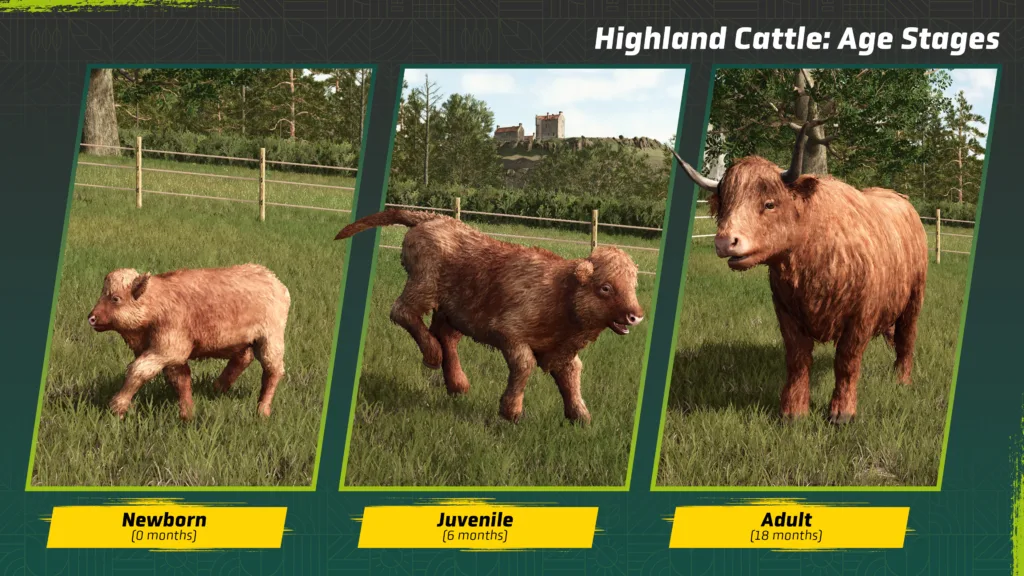 Farming Simulator 25 Highland Cattle Growth Stages